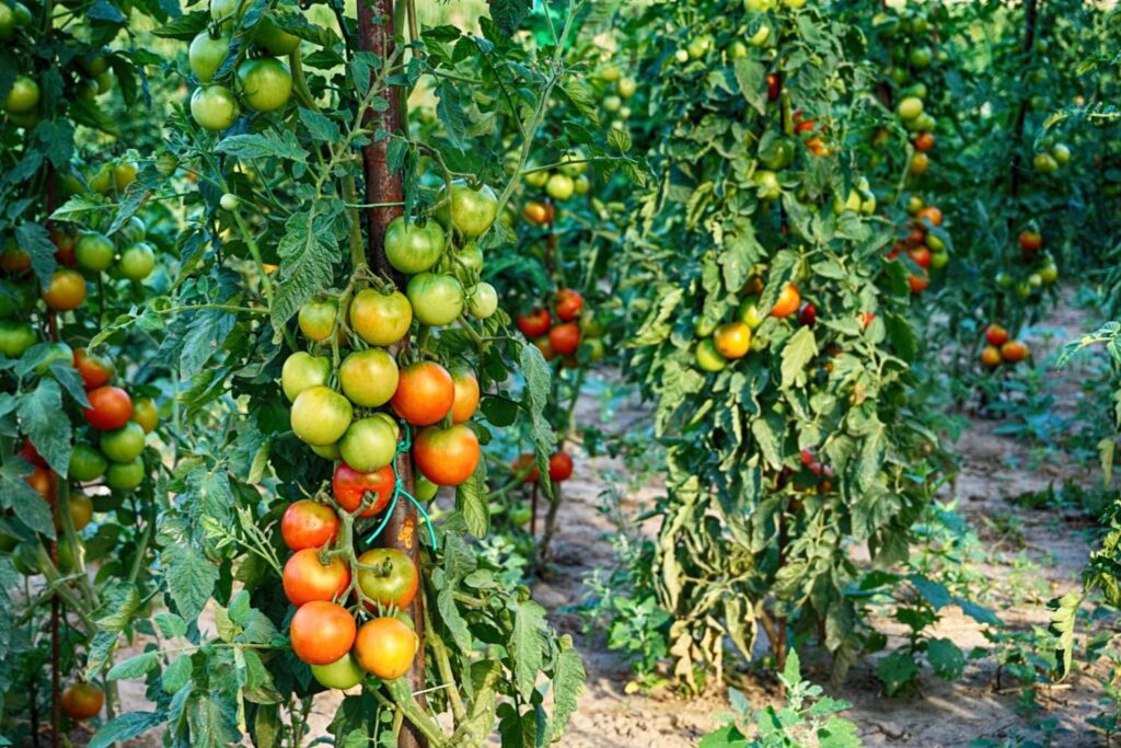 The importance of regular monitoring and maintenance in ensuring optimal tomato growth with proper spacing
