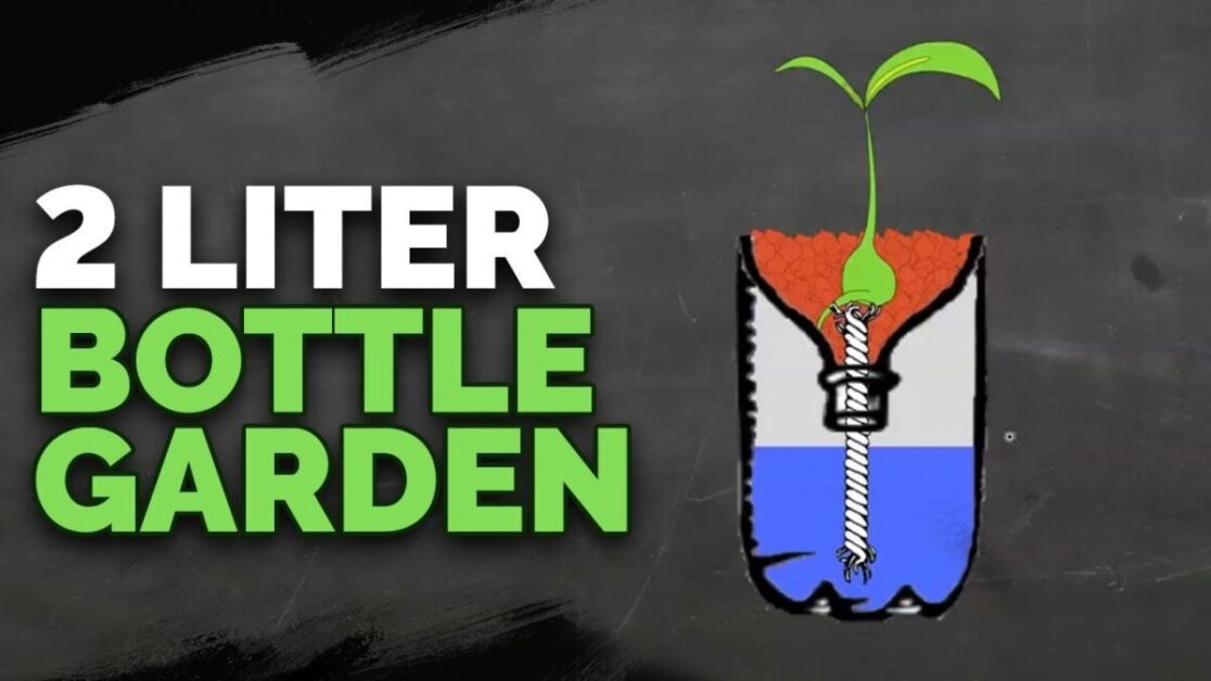 Hydroponics for Kids: Build a 2 Liter Bottle Garden