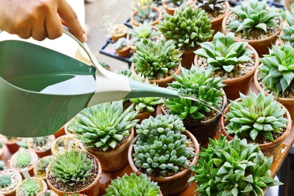 Watering Techniques for Healthy Succulents
