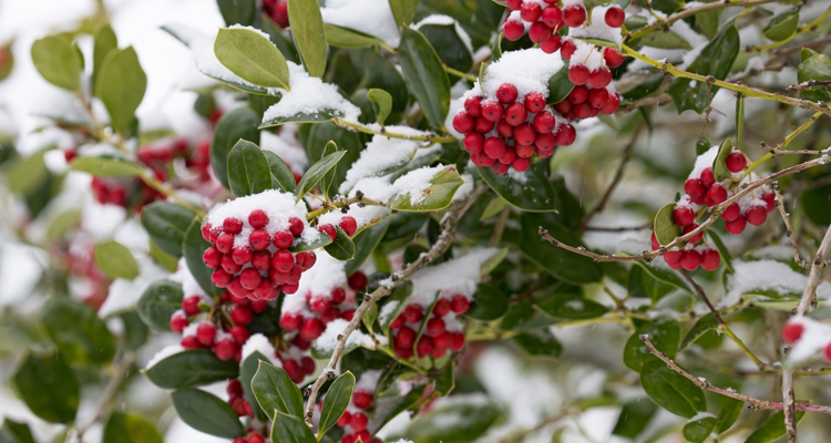 Protecting Holly Trees in Winter: Frost and Freeze Precautions