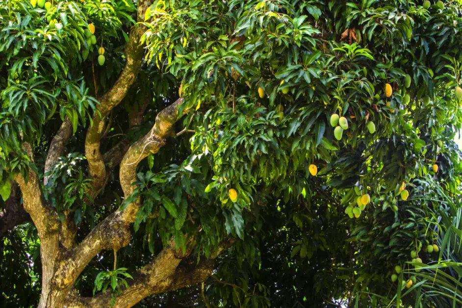 Understanding the Needs of a Mango Tree