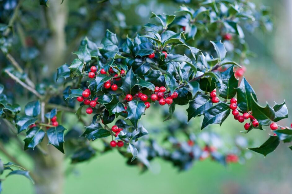 Understanding Holly Trees: An Overview