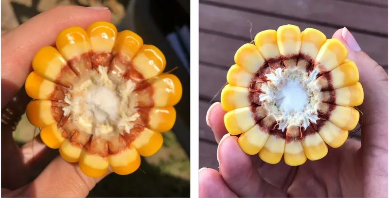 Utilizing the Kernel Denting Method to Assess Ripeness