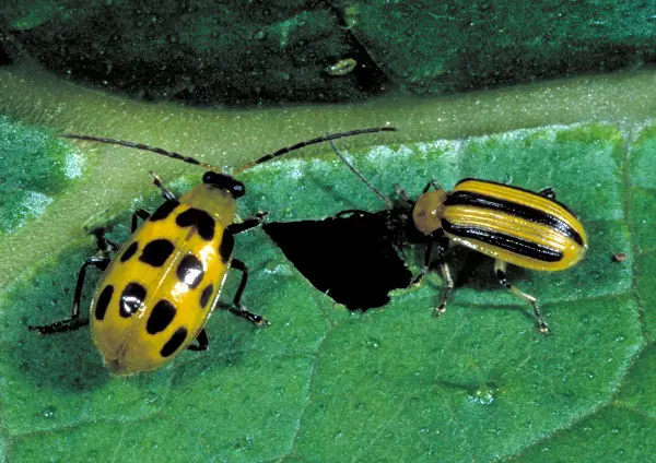 Cucumber Beetle: Rid the Garden Of These Pests