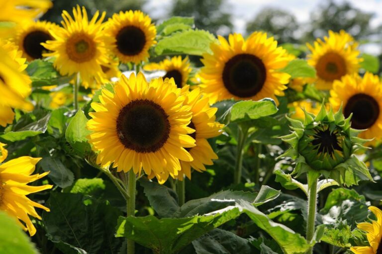Sunflowers: The Best No.1  Way to Plant, Grow, and Care For Sunflowers