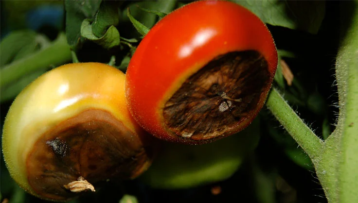 Understanding Blossom End Rot: An Overview of Tomato Plant Disorder