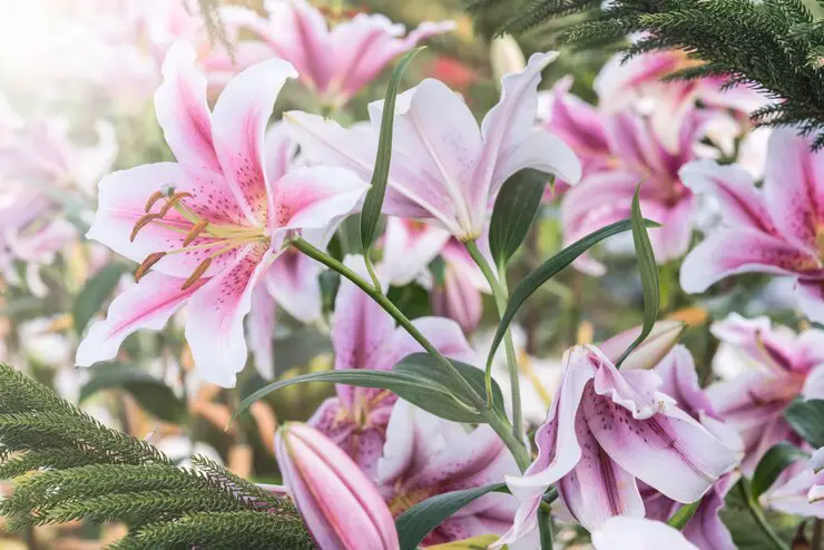 A Gardening Guide to Crinum Lily