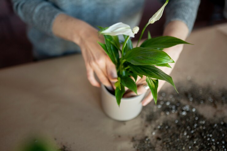 Planting Crinum Lily