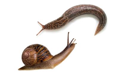 Snail Vs Slug: What’s The Difference?