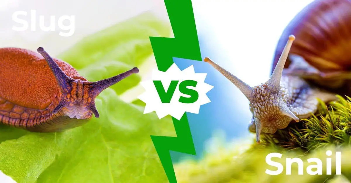 Speed of Movement: Comparing the different speeds at which snails and slugs move.