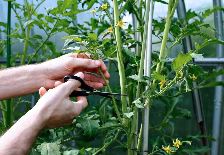 Pruning Techniques for Tomato Plants