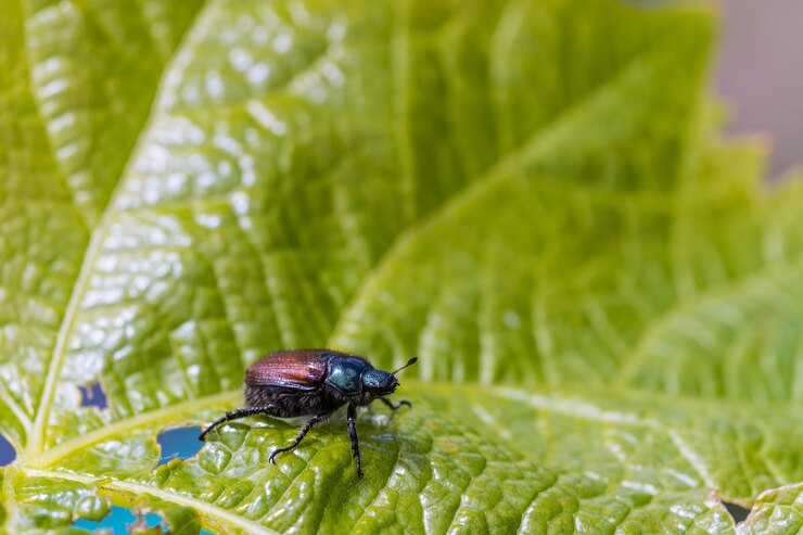 Identifying Japanese Beetles: Recognizing the pest causing damage to your plants.
