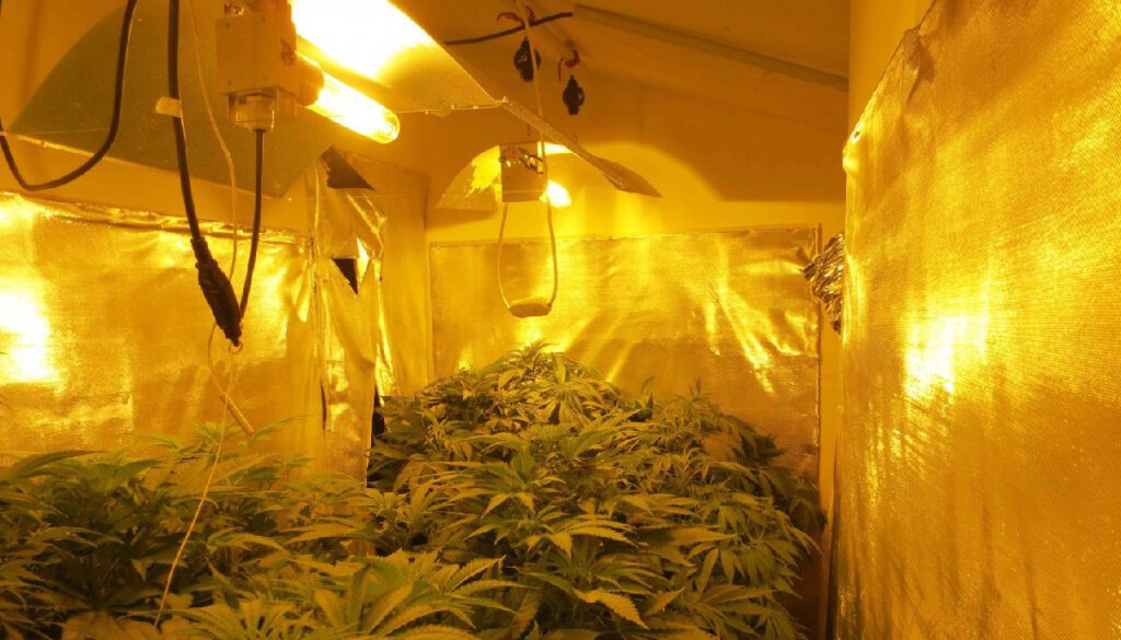 High-Intensity Discharge (HID) Grow Lights: Pros and Cons