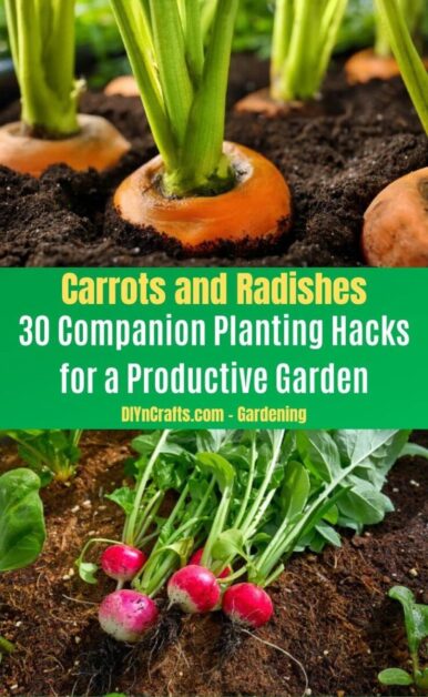 Creating a Balanced Garden with Carrot Companion Planting