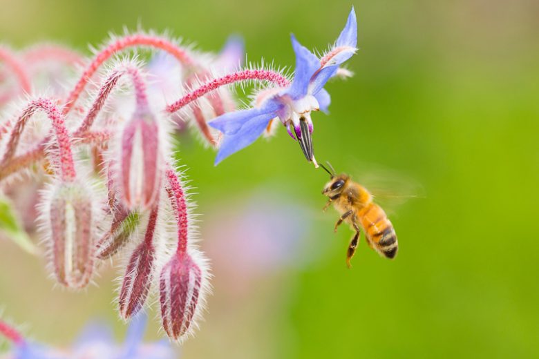 Tips for Attracting Pollinators with Borage