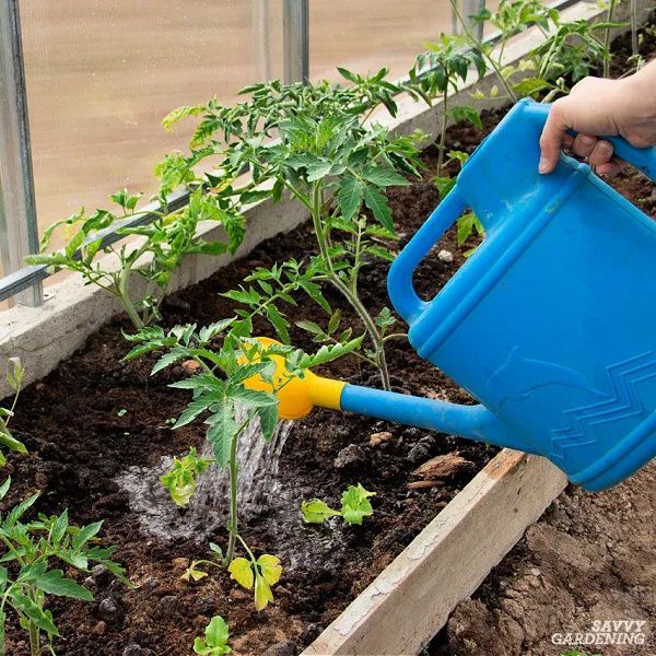 Providing Proper Watering for Tomatoes in Raised Beds