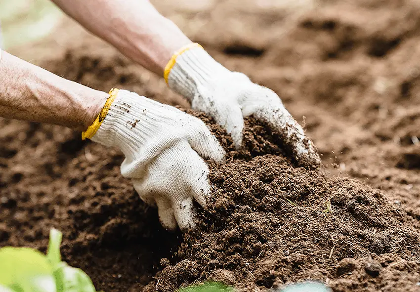 How to Prepare Your Garden for Beneficial Nematode Application