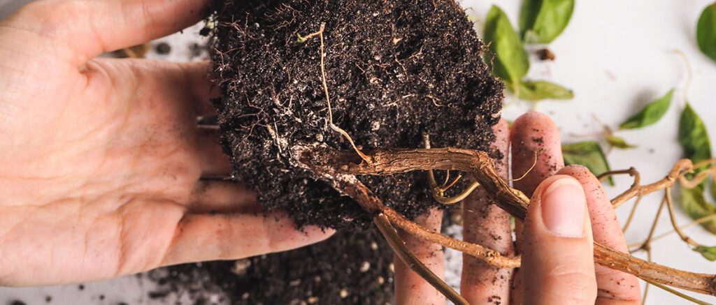 Assessing the Impact of Environmental Conditions on Root Rot Development