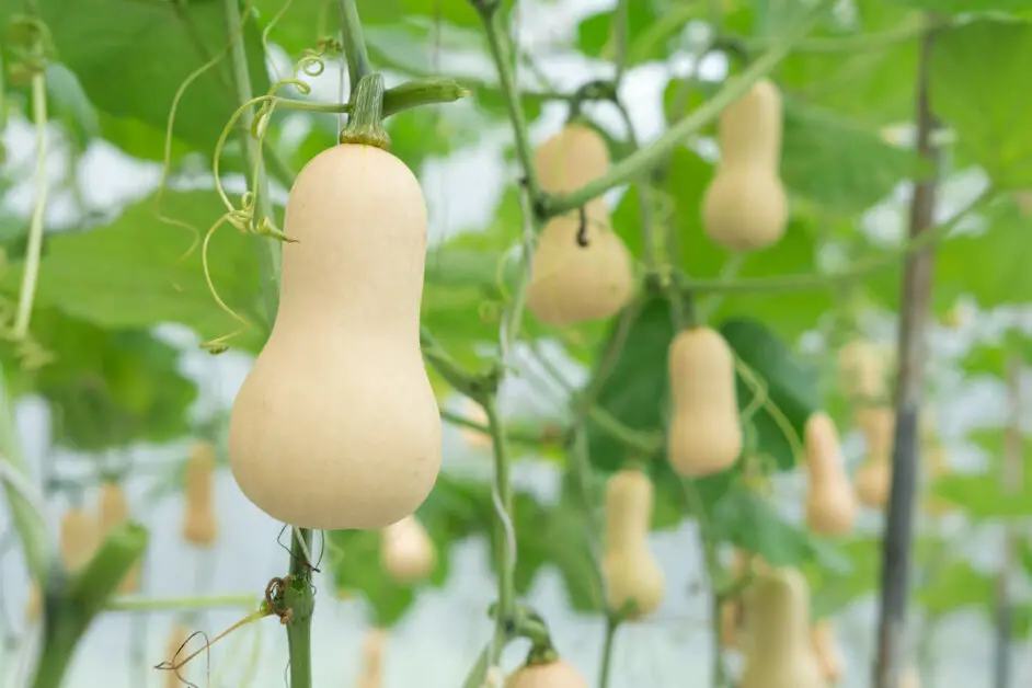 Recognizing the Right Time to Harvest Butternut Squash