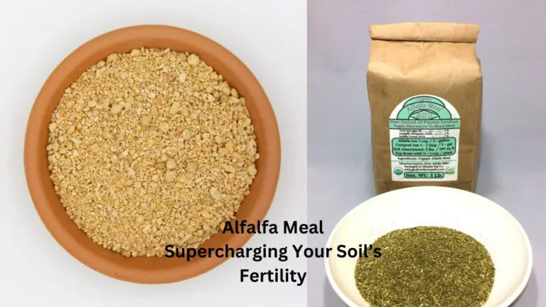 Alfalfa Meal: The Best Supercharging Your Soil’s Fertility
