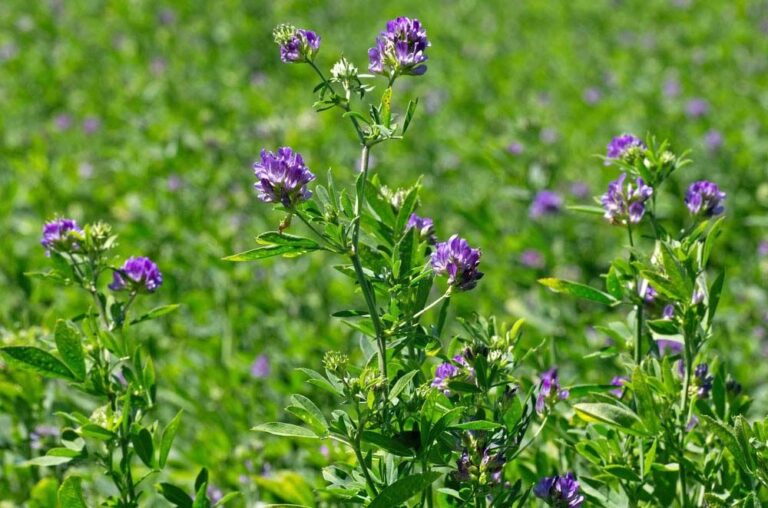 Alfalfa Meal: Supercharging Your Soil’s Fertility