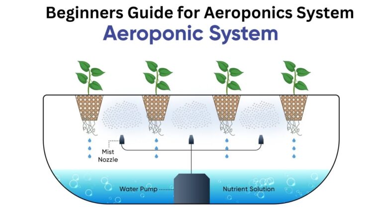 best Beginners Guide for Aeroponics System