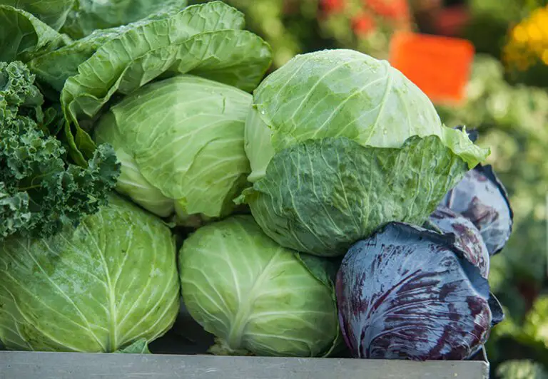 Growing Cabbage: A Guide For Great Heads