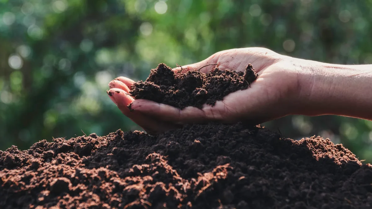 Biochar's Role in Promoting Beneficial Microorganisms in Soil