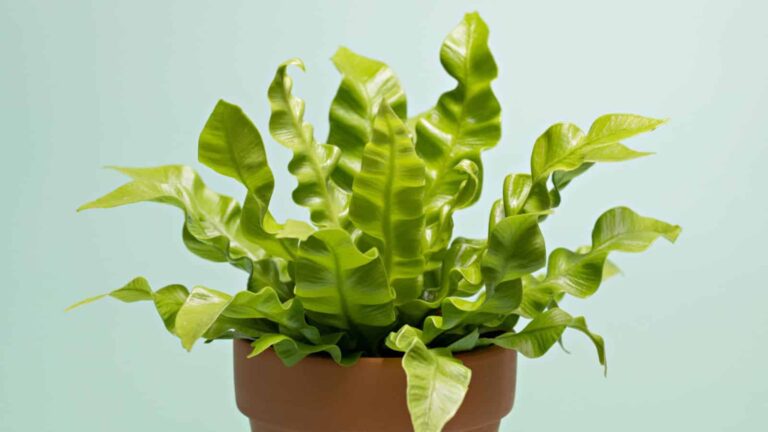 Birds Nest Fern: Care and Cultivation