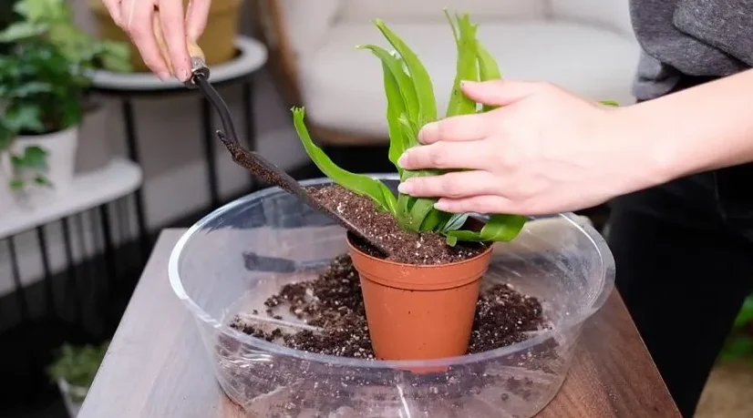 Potting and Repotting Birds Nest Ferns: Step-by-Step Guide