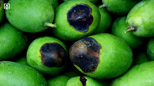 Recognizing and Addressing Common Nutrient Deficiencies in Mango Trees