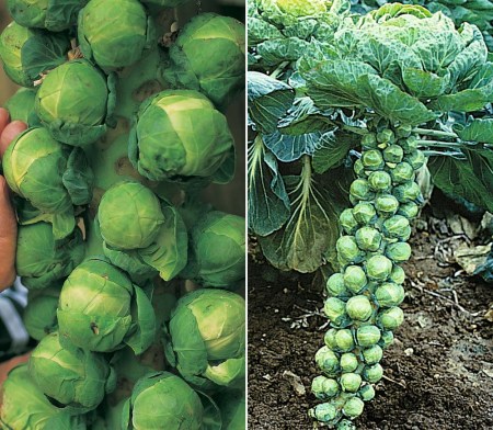 Harvesting Brussel Sprouts: Knowing When They're Ready