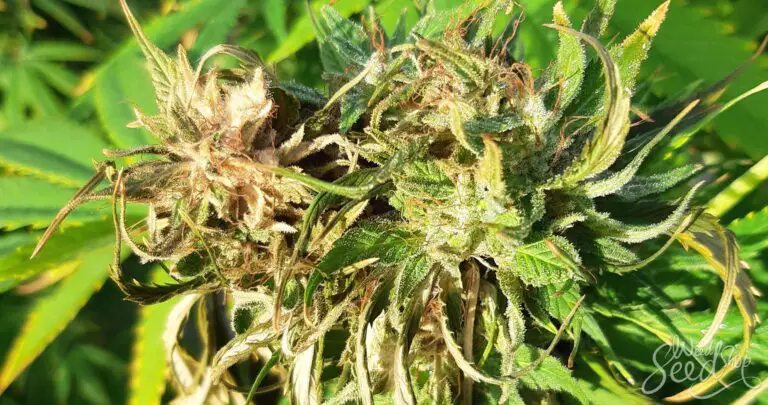 Bud Rot: What It Is, How to Dodge It, and How to Heal It