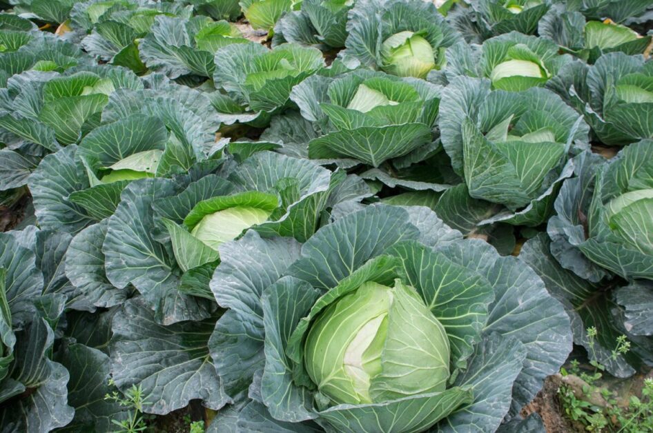 21 Plants Compatible with Cabbage Cultivation