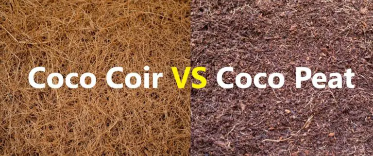 Coco Peat vs Coco Coir: Breaking Down the Differences