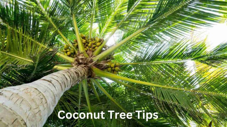 Coconut Tree Tips: The best and No.1 Nurturing Your Coconut Palm