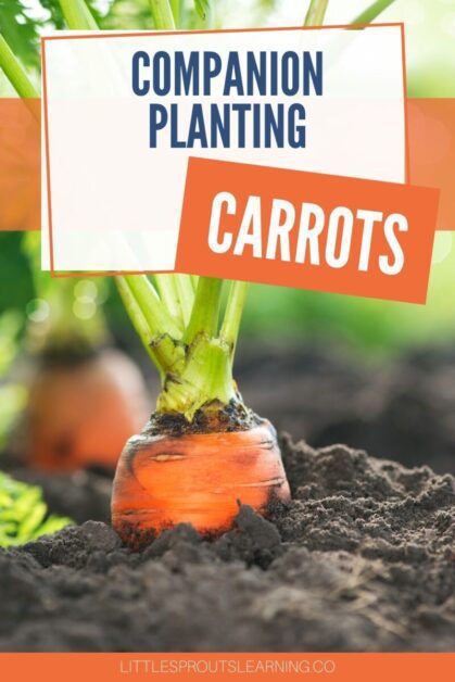 The Role of Companion Plants in Enhancing Carrot Growth