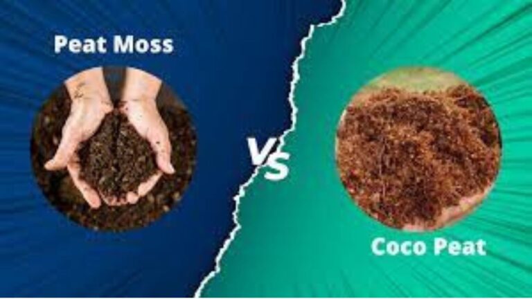Peat Showdown: Comparing Coco Peat and Peat Moss in Gardening