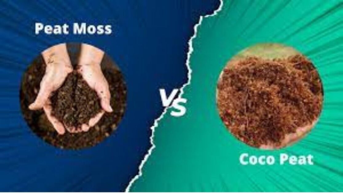 Comparing Coco Peat and Peat Moss in Gardening