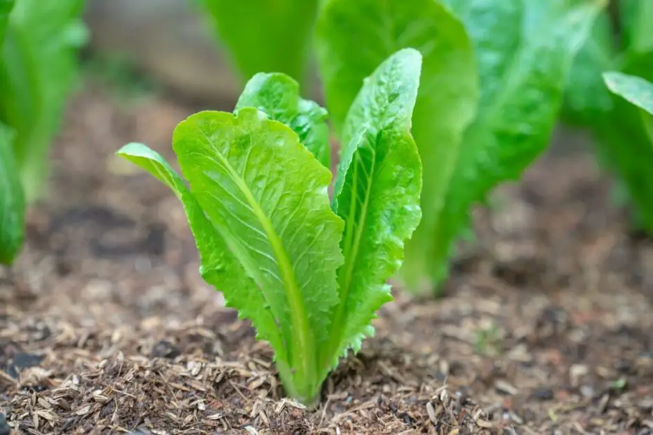 Preparing the soil and ensuring proper drainage for optimal lettuce growth