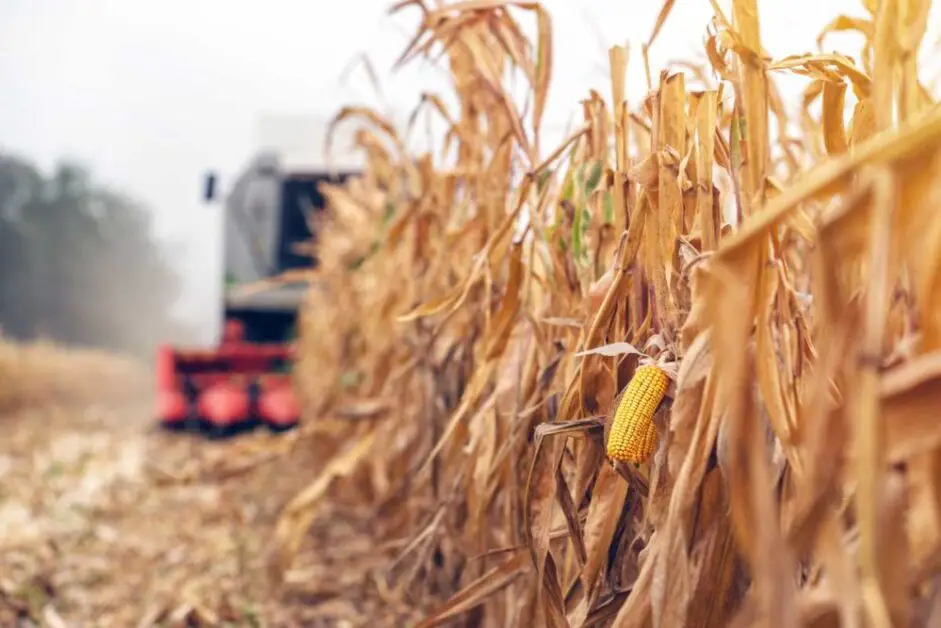 Exploring Different Harvest Methods for Optimal Corn Ears