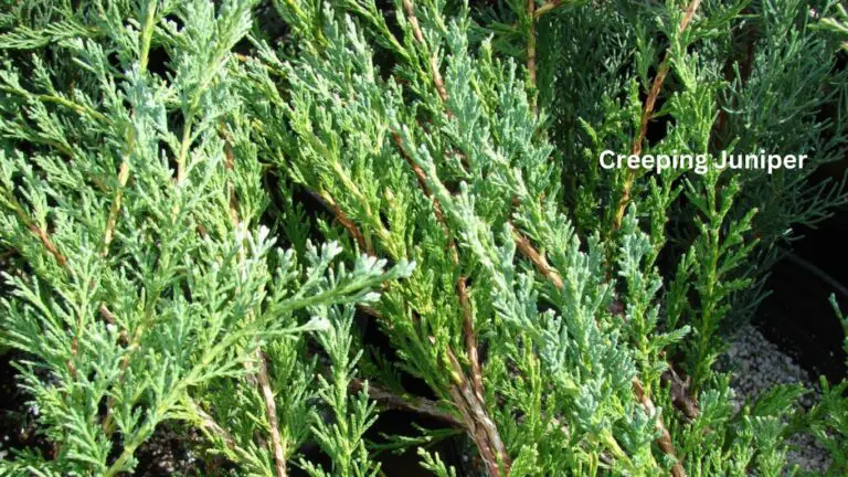 Creeping Juniper: The Best Guide to Growing No. 1 Living Carpet