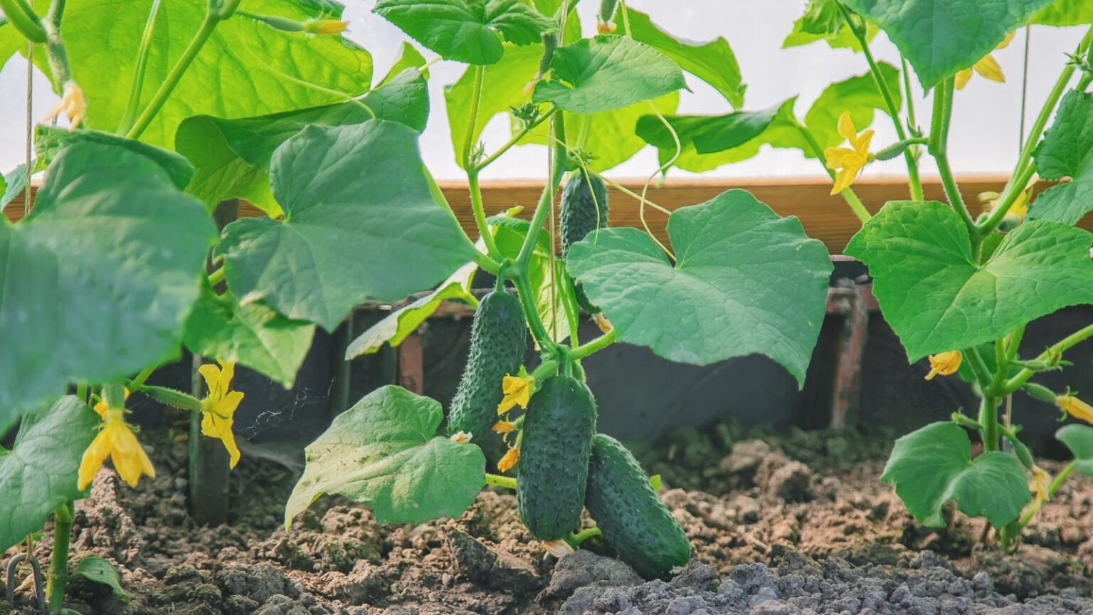 Cucumber Spacing In The Home Garden South Elmonte Hydroponics   Cucumbers Growing In Garden With Yellow Flowers 1536x864 