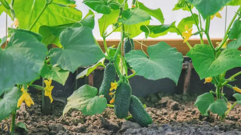 Cucumber Spacing In The Home Garden