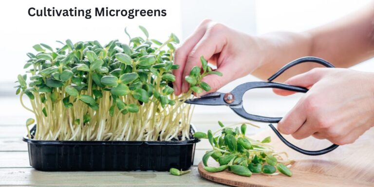 A Step-by-step Manual on Cultivating Microgreens through Hydroponics