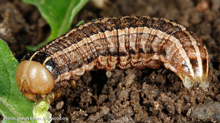 Soil Management: Improving the Health of Your Garden to Discourage Cutworms
