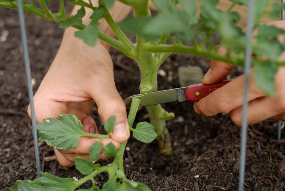 Pruning and Training Tomatoes in Raised Beds