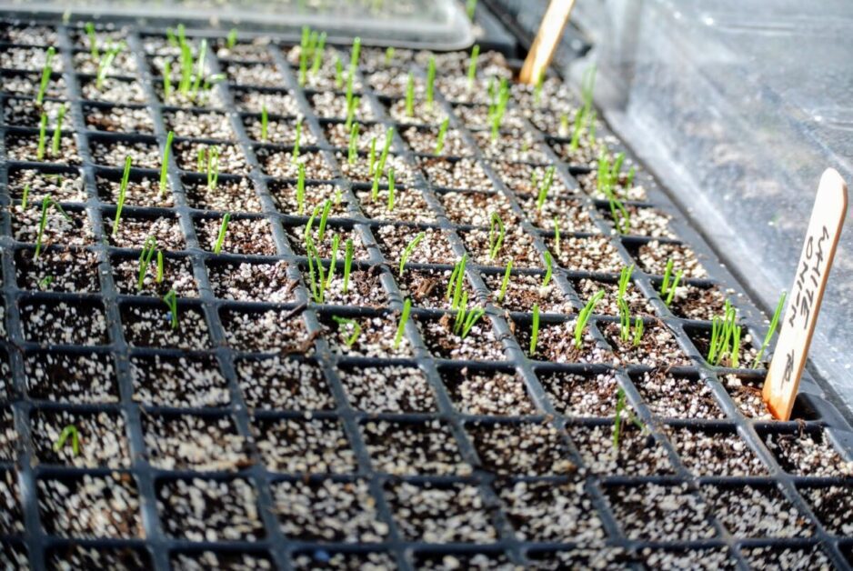 Providing the necessary water and sunlight for seed germination