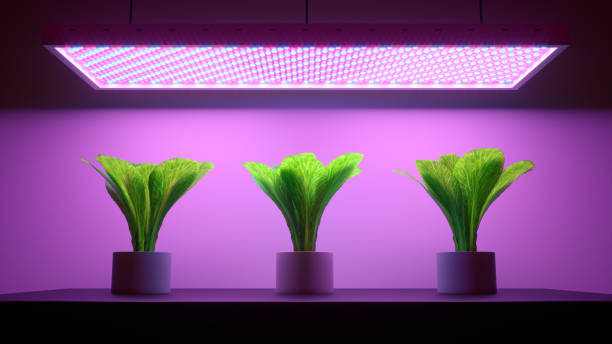 Different types of grow lights.