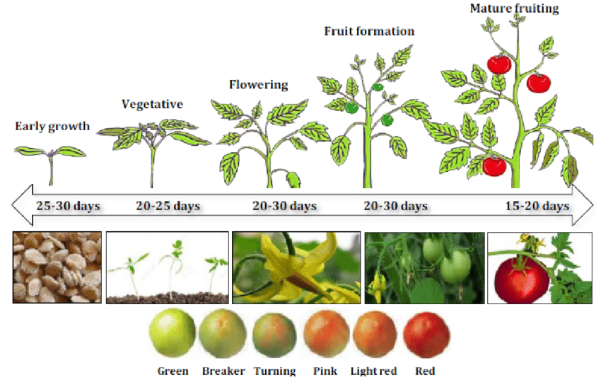 Understanding the Science behind Tomato Germination